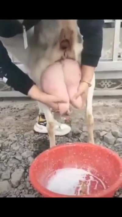 So that's how they make Boba Tea