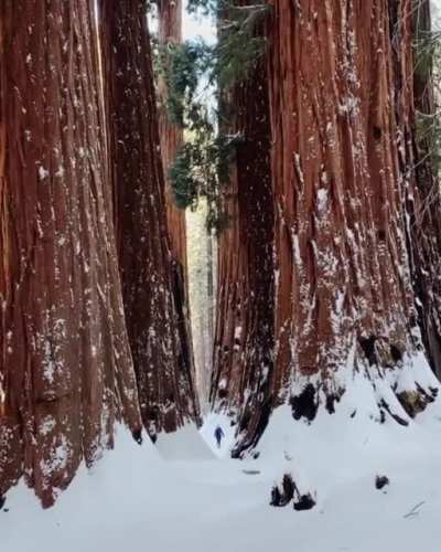 Sequoias with human for scale