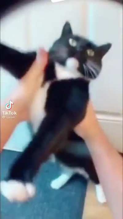 Cat cranking it up