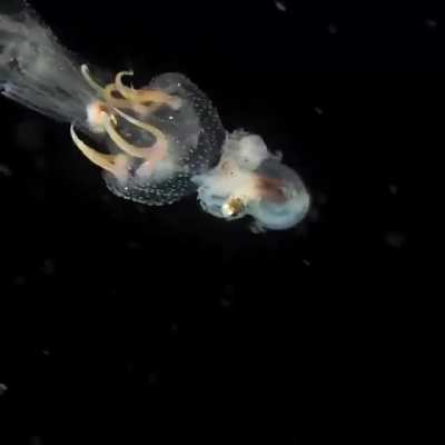 ? Curious case of phoresis, where an octopus rides a jellyfish and uses it as a way of transportation