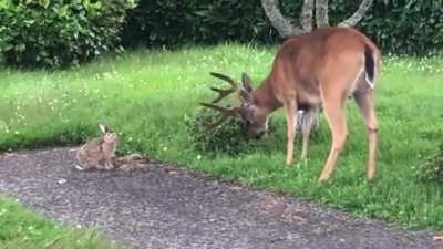 ? A buck and a rabbit hanging out together ?