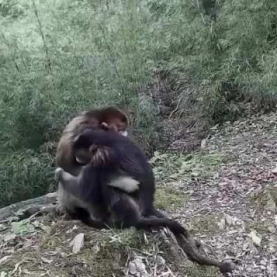 ?Two golden snub-nosed Monkeys failing to socially distance