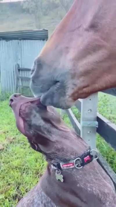 You taste so good doggo