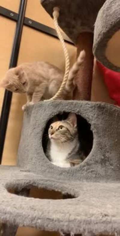 Wait for it