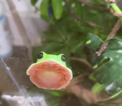 ? This is how tree frogs can stick to leaves like glue