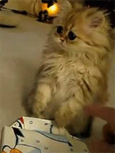 "Did.....did you see that? He poked me..."