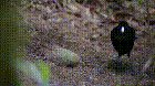 ? The New Guinea Bird is fabulous