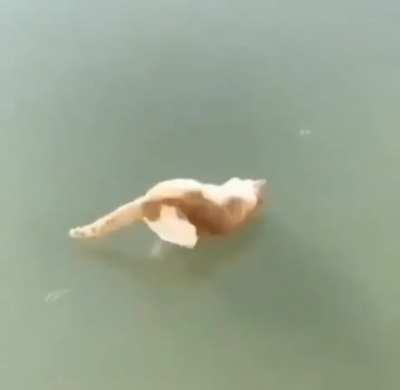 To eat the fish