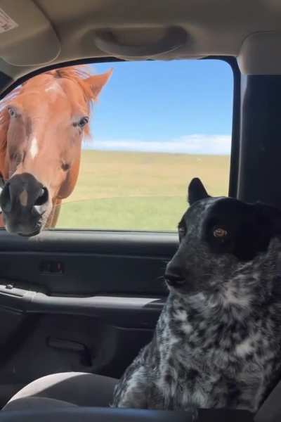 Roper doesnt know what to think of the horses yet ??