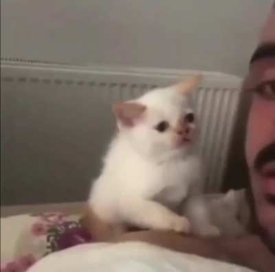 Catto not like kiss