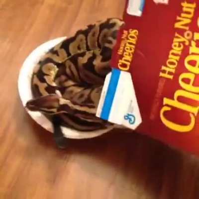 The most important meal of the day