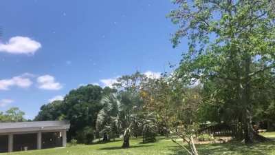 ? Seed dispersal in St.Petersburg, Florida