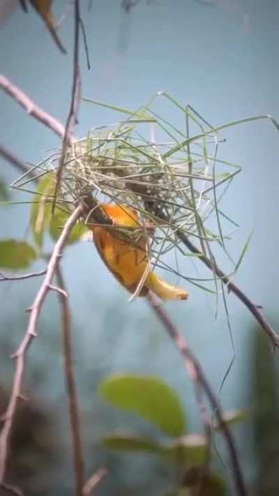 ?A bird that builds its nest