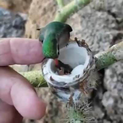 ? Hummingbird feeding her babies.