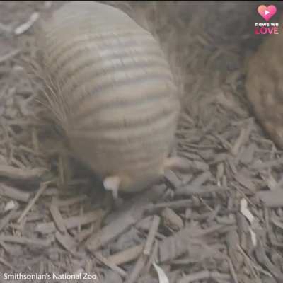 ? Cute Armadillo playing with a toy