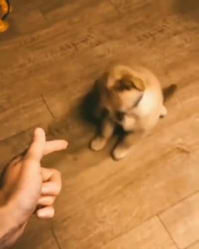 This cutie deserves an Oscar!