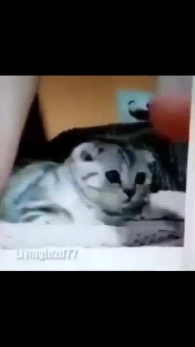 F for cat