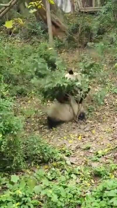? Panda being Panda ?