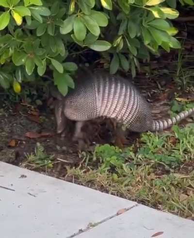 ? How armadillos gather foliage for their nests