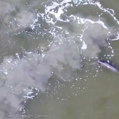? Dolphin showing her baby the mud net aka mud ring feeding technique