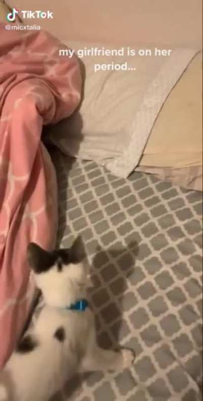 She just snatched the cat
