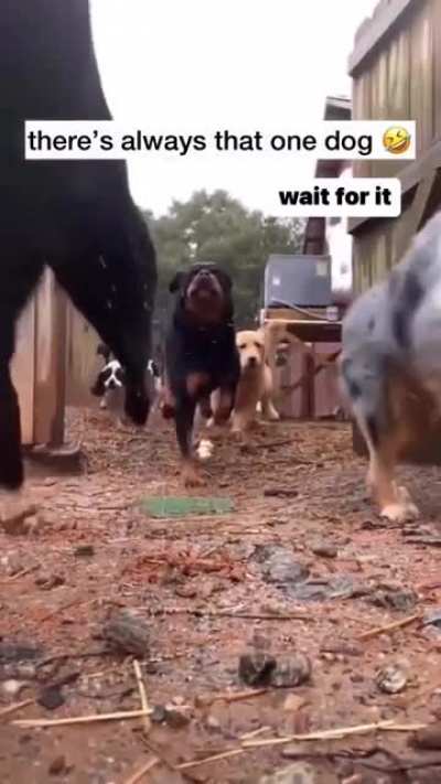 Poor baby not very good at running with the pack.