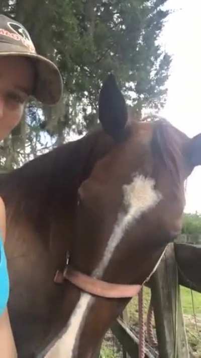 Hooman goes to five stores to give horse friend first sugar cube