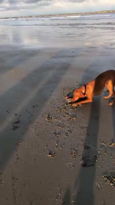 "LOOK HERE! I FOUND A CLAM! A CLAMM!"