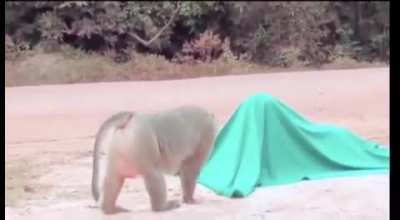 monke