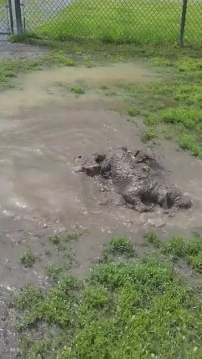 first time bringing milo to this dog park. safe to say we didn't go again until the mud dried up ?