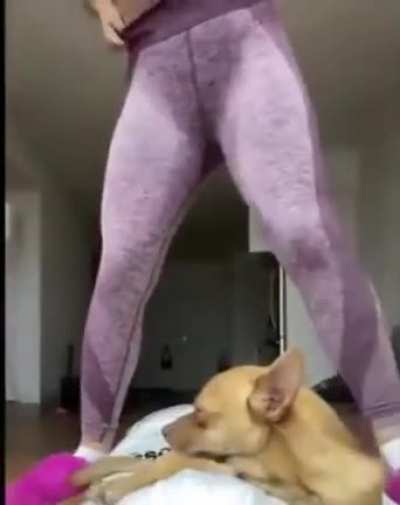 HMC while I send this dog