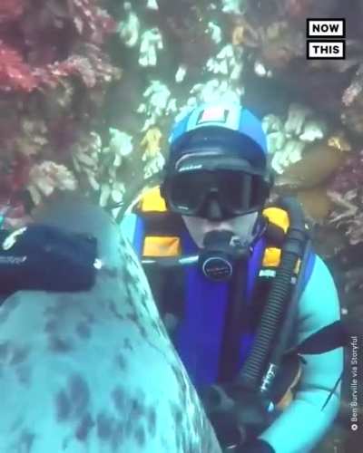 This diver caught an adorable moment on video when a wild grey seal swam up and hugged him underwater. Ben Burville says he has been scuba diving in that area of the North Sea for nearly 20 years, and has become very familiar with the local seals as a res