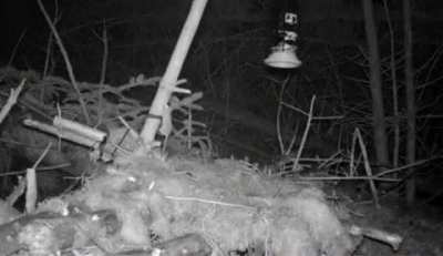 ? Little mouse is absolutely determined to make the jump ?