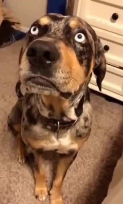 I don't know! - Dog