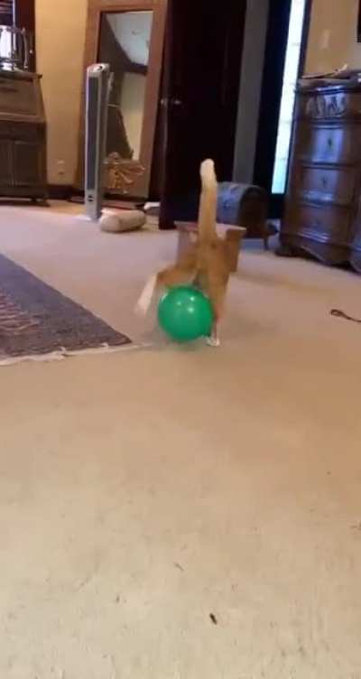 cat walking with balloon ??