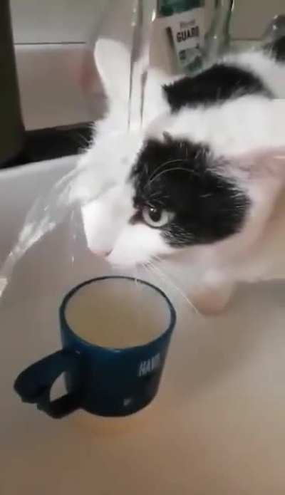I think this cat is broken.