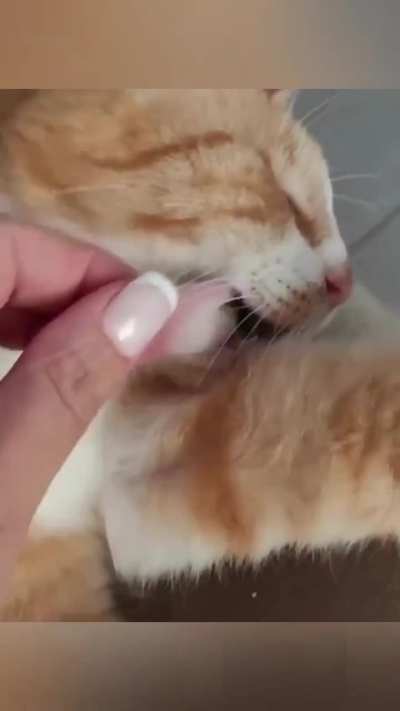 Cats can be so sleepy sometimes?