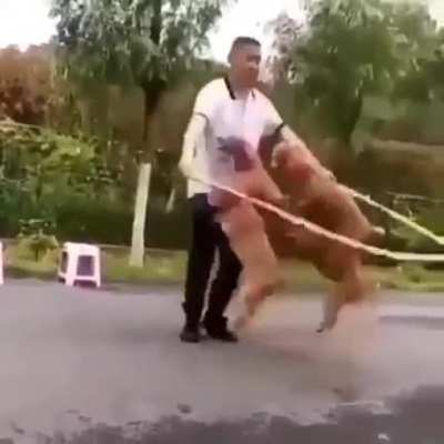 Hippity Hoppity