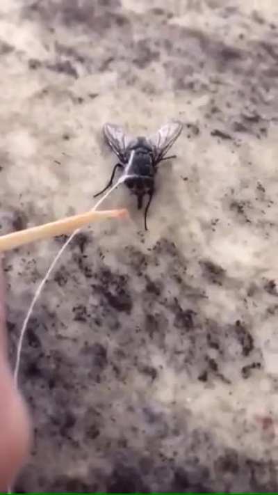 I got a new pet ?