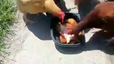 The walking chicken