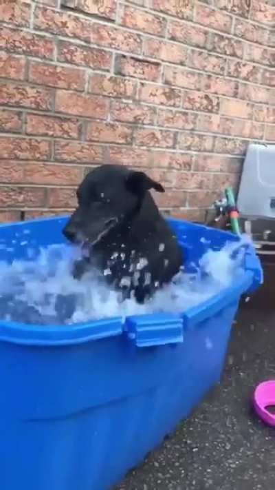 the dog said: ?‍♂️