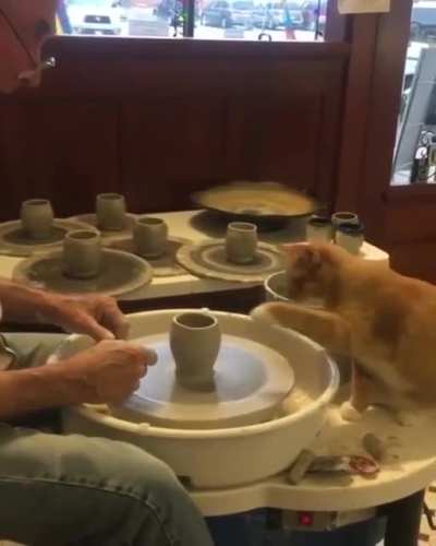 The pawtery cat