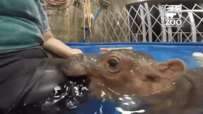 Baby Hippo bite ?