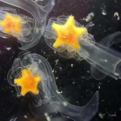 ? Starfish Larvae