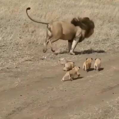? A magnificent lion and his cubs