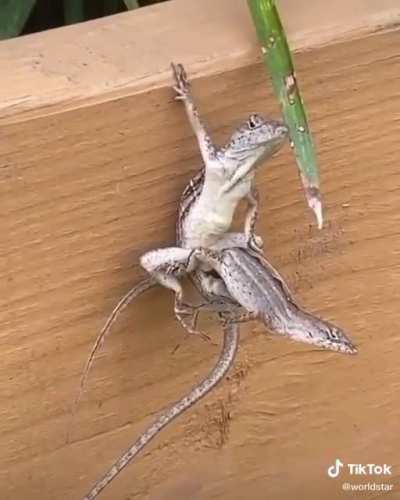 That lizard ? is a badass.