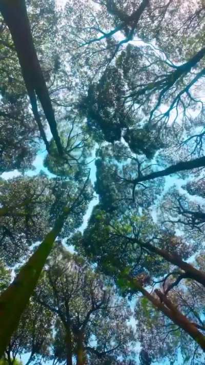 Crown shyness is a phenomenon where the top branches of neighboring trees avoid touching to stay safe, leaving visible jigsaw like gaps between their crowns.