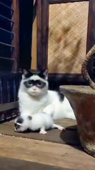 Naturally masked cat ready for Halloween.