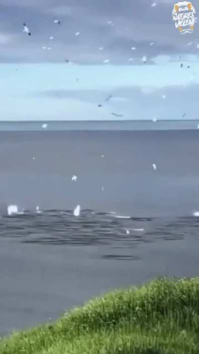 ? Seabirds dive bombing a school of fish