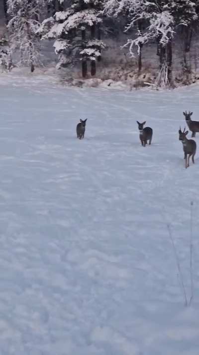 ? My aunt has bought a bag of reindeer feed that she needs in case she has to feed some reindeer this winter. The smell however has atracted the local roe deer, which have started gathering outside her house because of the smell